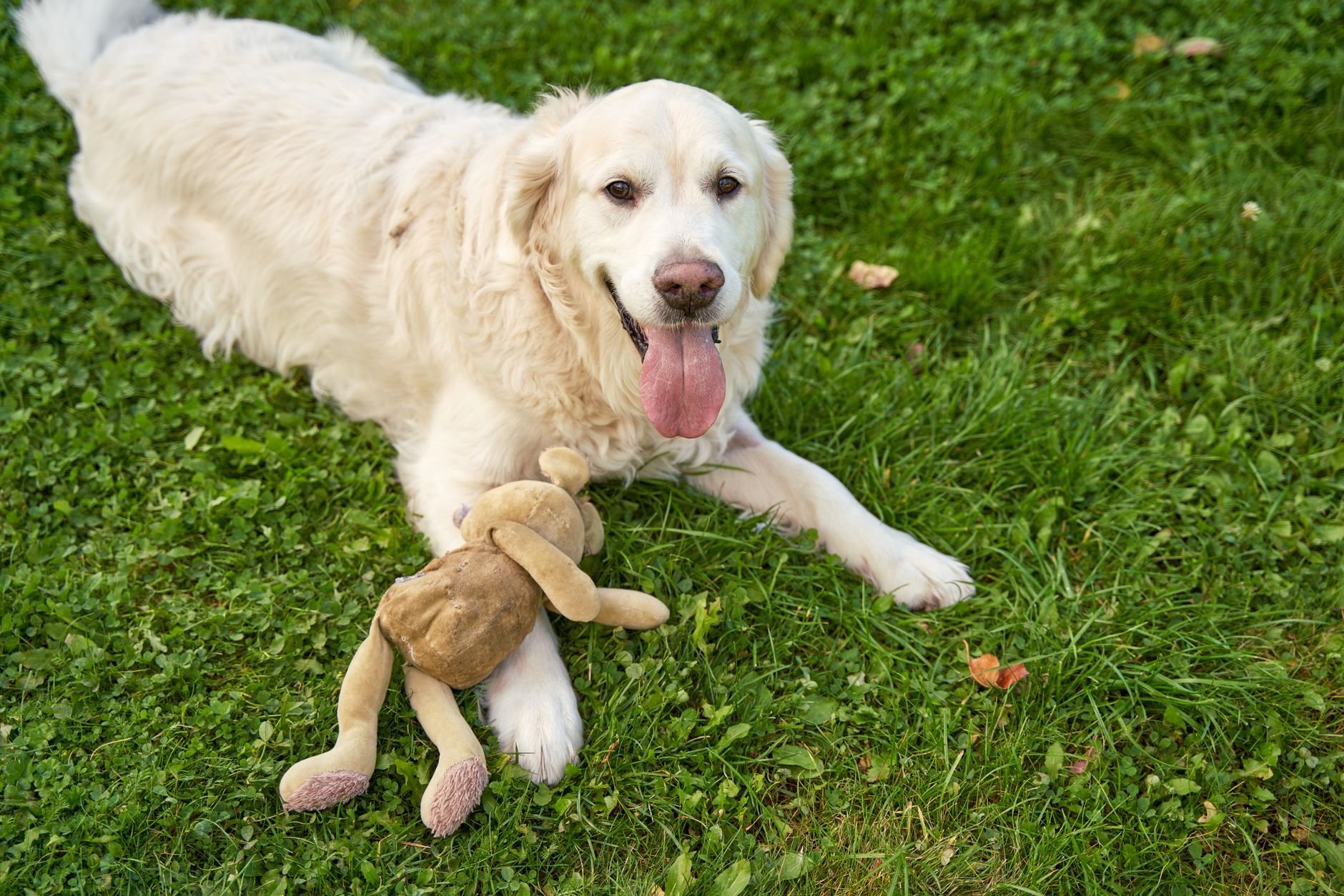 Happy Golden Retriever lying on grass
